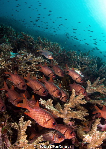 Soldierfish, Tatawa Besar, Komodo NP by Tobias Reitmayr 